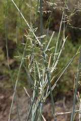 Eragrostis australasica