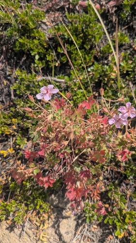 Geranium caespitosum, photograph 1
