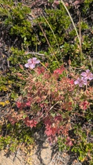 Geranium caespitosum