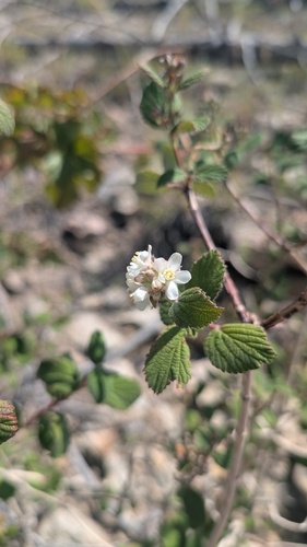 Jamesia americana, photograph 1