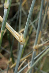 Eragrostis australasica