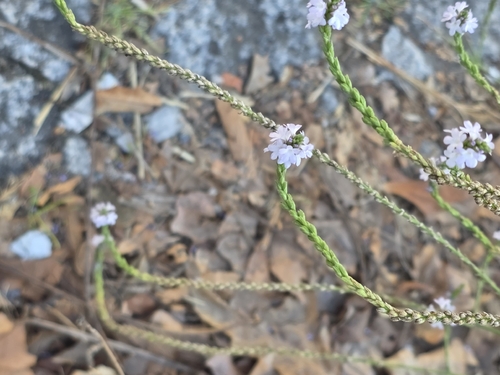 Common vervain