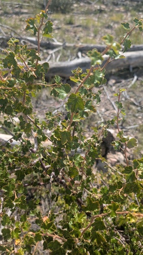 Ribes cereum, photograph 1