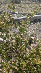 Ribes cereum