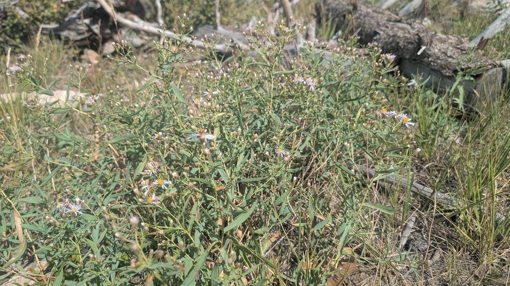 Eurybia glauca; photograph author not stated, no rights reserved