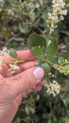 Ceanothus velutinus, photograph author not stated, no rights reserved