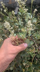 Ceanothus velutinus, photograph author not stated, no rights reserved