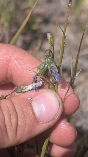 Campanula petiolata, photograph 1