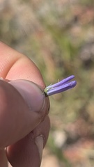 Campanula petiolata, photograph author not stated, no rights reserved