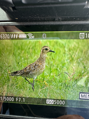 Pacific Golden-Plover