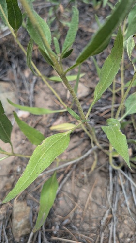 Helianthus pumilus, photograph 3