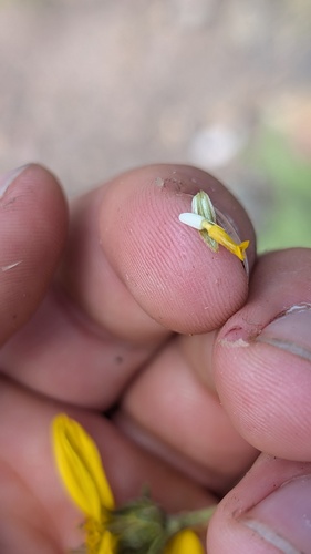 Helianthus pumilus, photograph 2