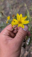 Helianthus pumilus, photograph author not stated, no rights reserved