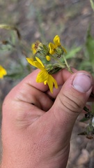 Helianthus pumilus
