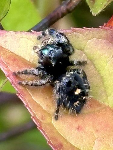 Bold Jumping Spider