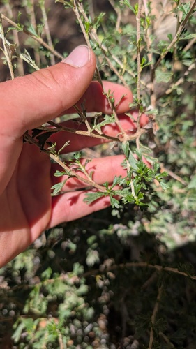 Purshia tridentata, photograph 2