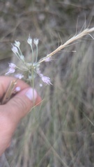 Pseudoroegneria spicata