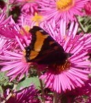 Milbert's Tortoiseshell