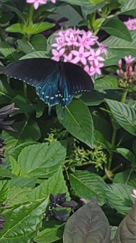 Pipevine Swallowtail