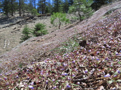 Collinsia torreyi wrightii
