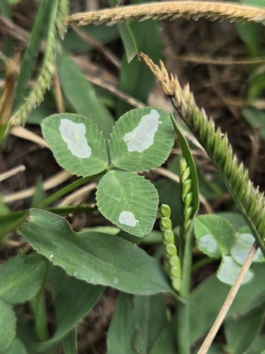Porphyrosela minuta
