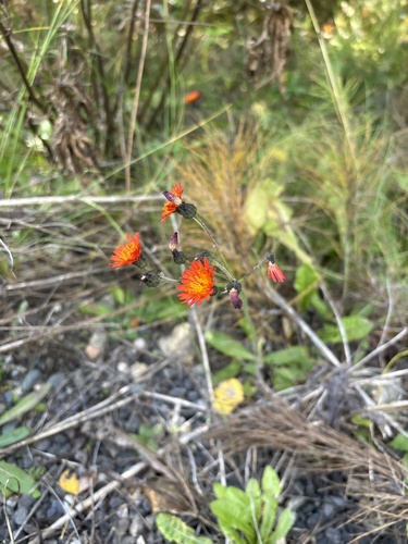 orange hawkweed