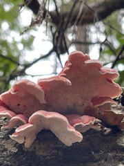 Low view beneath overlapping pink shelves on the fallen trunk
