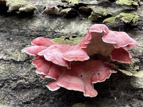 Coral-pink Merulius shelves with curled cream edges on dark bark