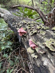 Pink clusters spaced along a fallen trunk among woodland stems