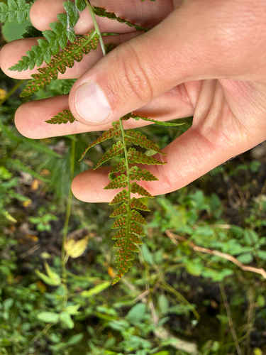 Dryopteris cristata, photograph 2