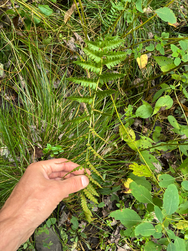 Dryopteris cristata
