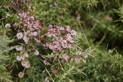 Cuscuta epithymum