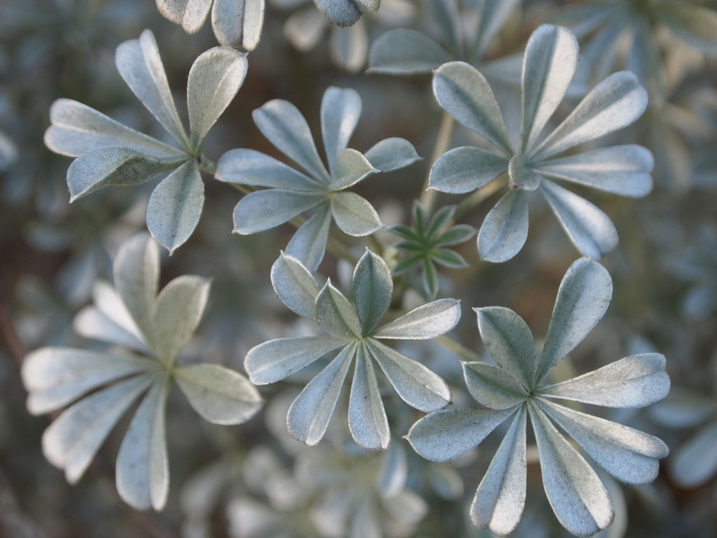 Silver Bush Lupine
