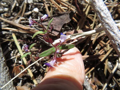 Collinsia torreyi wrightii