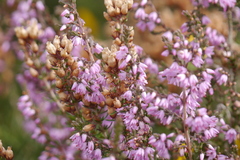 Erica cinerea, photograph (c) joy russell, some rights reserved (CC BY)