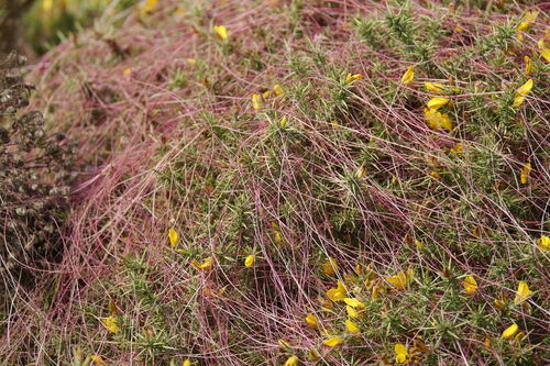 Cuscuta epithymum, photograph 1