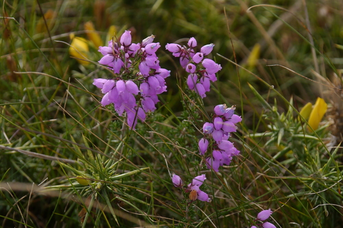 Erica cinerea, photograph 4