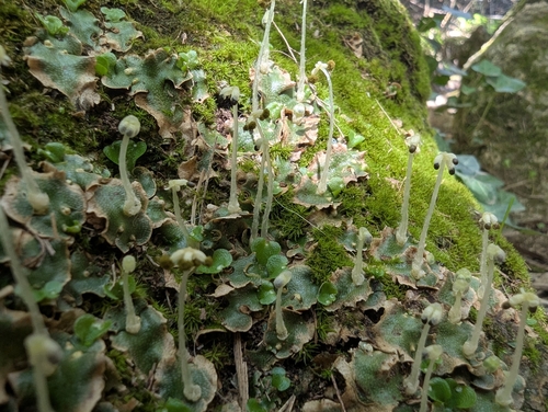 Crescent-cup liverwort