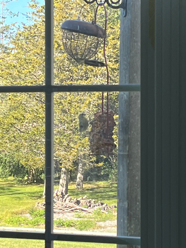 American Goldfinch
