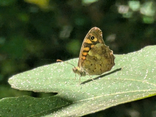 Speckled Wood