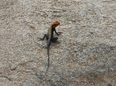 Psammophilus dorsalis