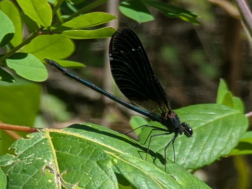 Copper Demoiselle