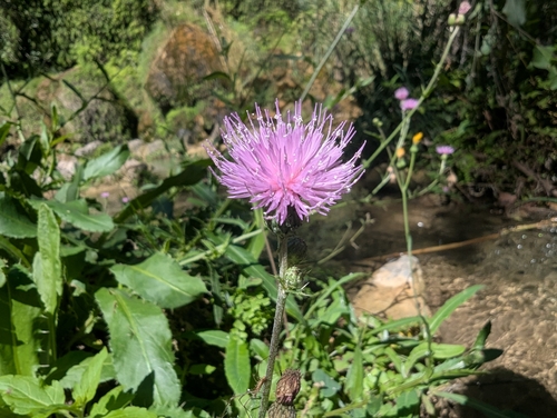 Cirsium monspessulanum