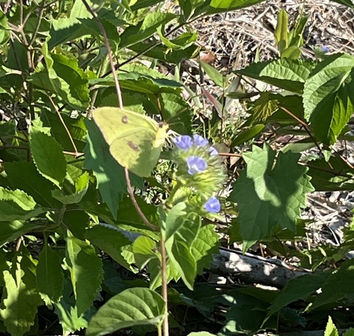 Cloudless Sulphur