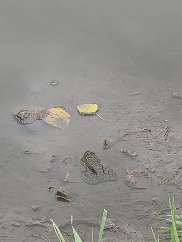 American Bullfrog