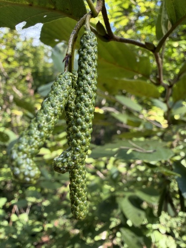 Alnus serrulata, photograph 1