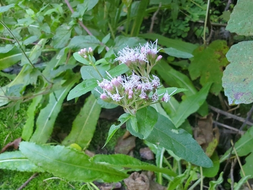 hemp agrimony