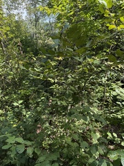 Alnus serrulata, photograph (c) Cyrus Harp, some rights reserved (CC BY-SA)