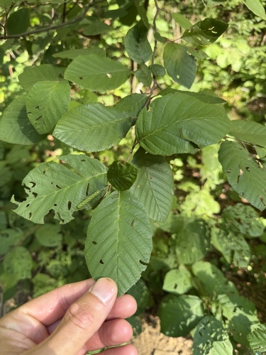 Alnus serrulata, photograph 3