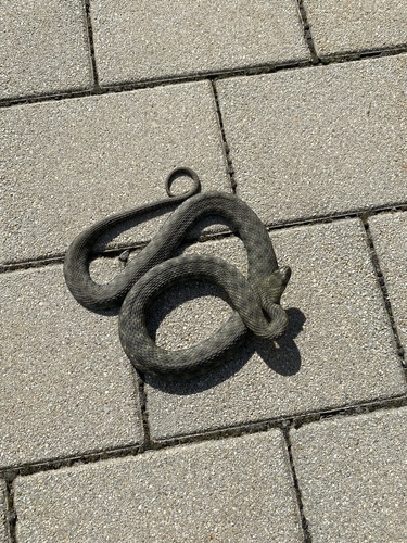 Tessellated Water Snake